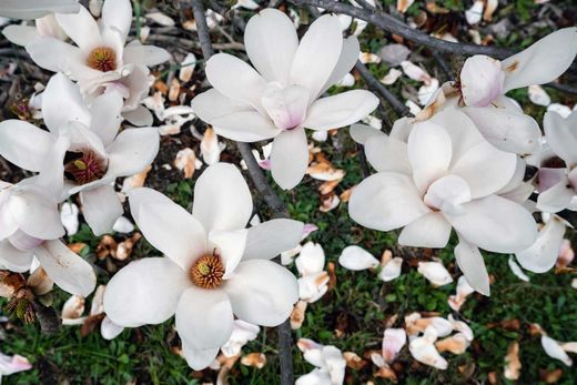 Magnolia soulangeana Alba superba