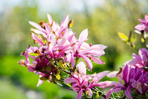 Magnolia soulangeana Betty
