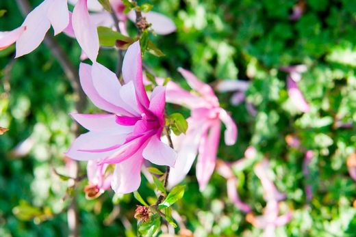 Magnolia soulangeana Betty