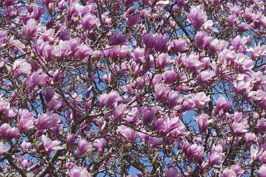 Magnolia soulangeana verbanica en pot de 9,5 cm.