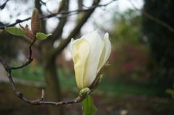 Magnolia Yellow Lantern