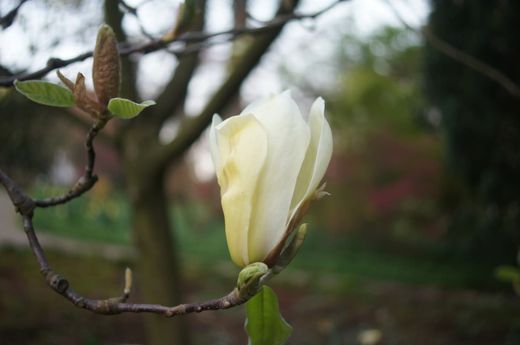 Magnolia Yellow Lantern