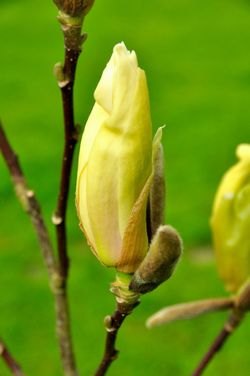 Magnolia Yellow Lantern