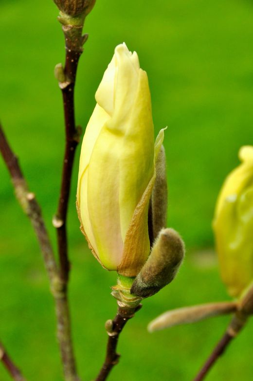 Magnolia Yellow Lantern