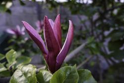 Magnolias tulipán, Magnolia liliflora nigra