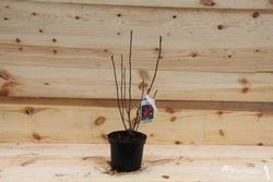 Magnolias tulipán, Magnolia liliflora nigra