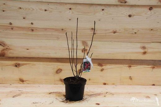 Magnolias tulipán, Magnolia liliflora nigra