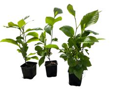 Magnolias tulipán, Magnolia liliflora nigra