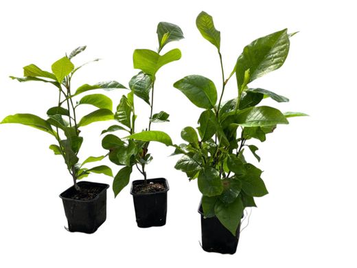 Magnolias tulipán, Magnolia liliflora nigra