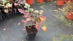 Mahonia aquifolium - uva de oregón