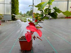 Mahonia aquifolium - uva de oregón