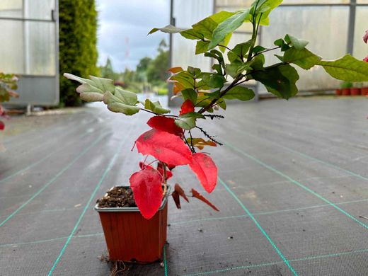 Mahonia aquifolium - uva de oregón