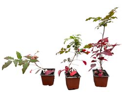 Mahonia aquifolium - uva de oregón