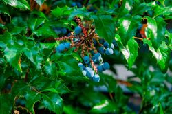 Mahonia aquifolium - uva de oregón