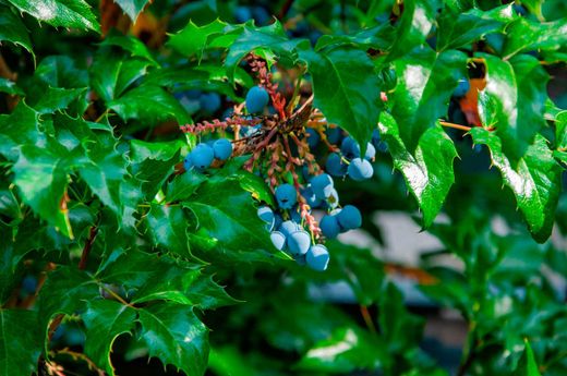 Mahonia aquifolium - uva de oregón