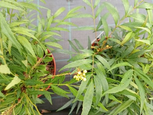 Mahonia confusa "Nara hiri"