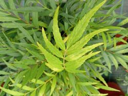 Mahonia confusa "Nara hiri"