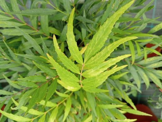 Mahonia confusa "Nara hiri"