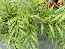 Mahonia confusa "Nara hiri"