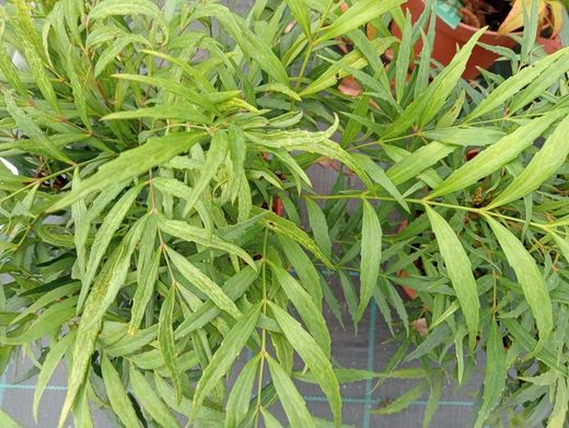 Mahonia confusa "Nara hiri"