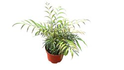 Mahonia confusa "Nara hiri"