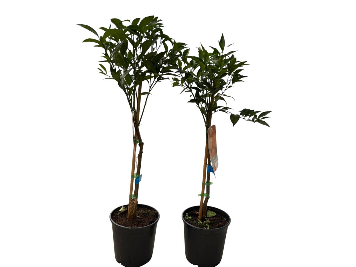 Mandarina clementina Orogrande en maceta Maceta de 4 litros. Podado a 60 cm