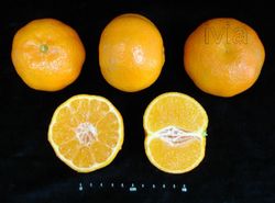 Mandarina clementina Orogrande en maceta