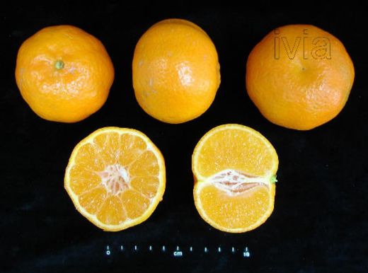 Mandarina clementina Orogrande en maceta