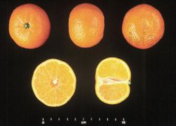 Clémentine mandarine « Oronules »