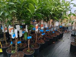 Clemenulas de tangerina, clementina Nules