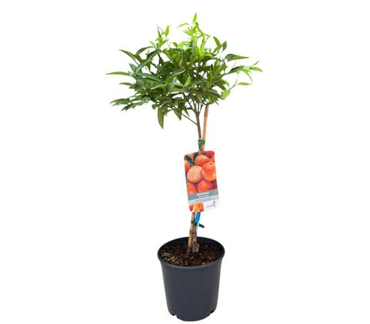 Clemenulas de tangerina, clementina Nules