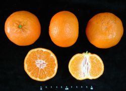 Clemenulas de tangerina, clementina Nules