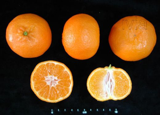 Clemenulas de tangerina, clementina Nules