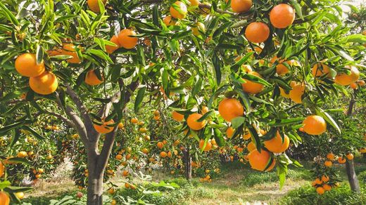 Mandarino en maceta, Citrus x reticulata Ortanique