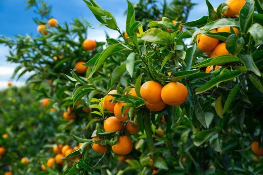 Mandarino en maceta, Citrus x reticulata Ortanique