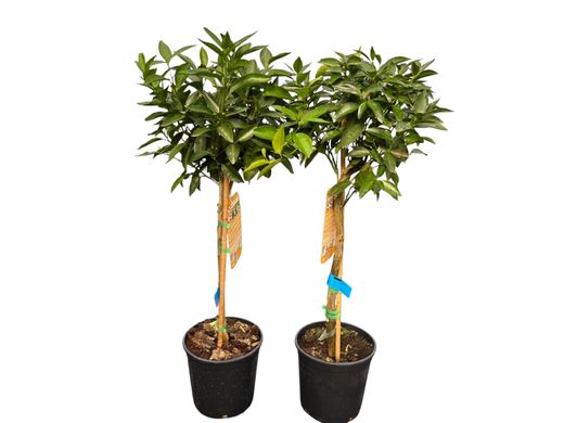 Mandarino en maceta, Citrus x reticulata Ortanique