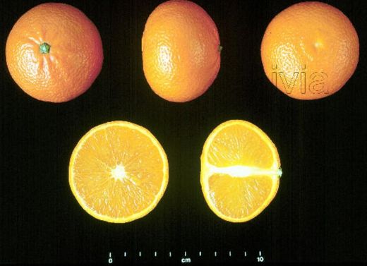 Mandarino en maceta, Citrus x reticulata Ortanique