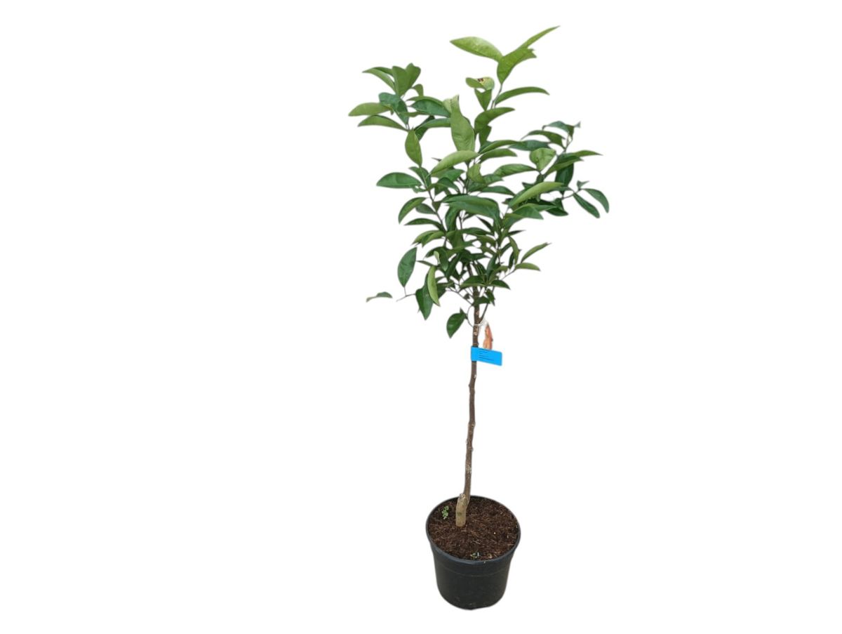 Mandarino Nova - Citrus deliciosa × Citrus reticulata "Nova" Maceta de 4 litros. Altura de la planta 80 cm