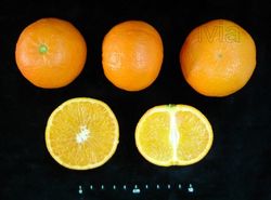 Mandarin Nova - Citrus deliciosa × Citrus reticulata "Nova"