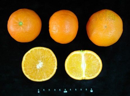 Mandarin Nova - Citrus deliciosa × Citrus reticulata "Nova"