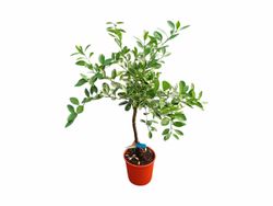 Tangerinas Satsuma Owari – Citrus unshiu "Owari"