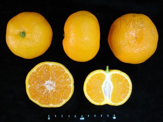 Tangerinas Satsuma Owari – Citrus unshiu "Owari"