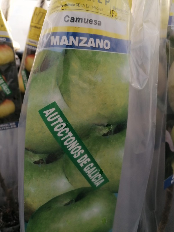 Frutales autóctonos en cepellón: Manzano Camoesa — Plantamus Vivero online