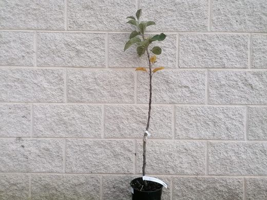 Manzana gallega "Camoesa". Manzano autóctono de Galicia