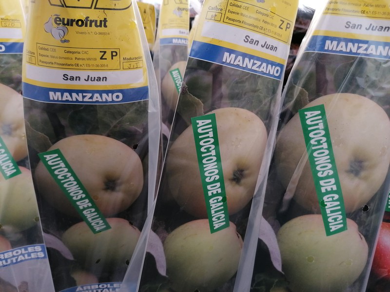 Compra árboles frutales de Galicia: Manzano San Juan — Plantamus Vivero  online