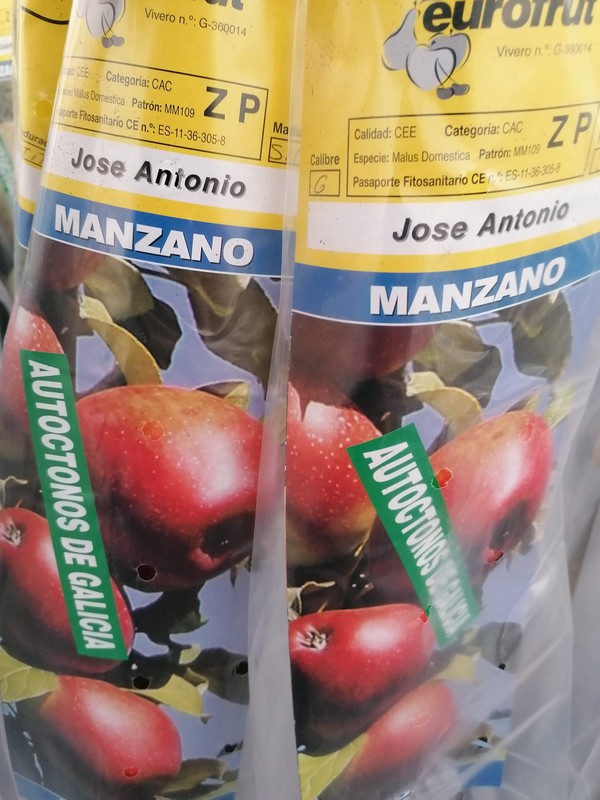 Manzano José Antonio, autóctonos de Galicia. Envíos Express — Plantamus  Vivero online