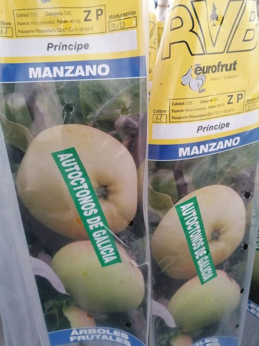 Manzana gallega "Príncipe". Manzana de Galicia