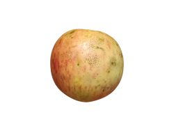 Manzana gallega "Príncipe". Manzana de Galicia
