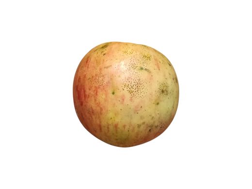 Manzana gallega "Príncipe". Manzana de Galicia