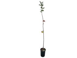 Manzana gallega "Príncipe". Manzana de Galicia